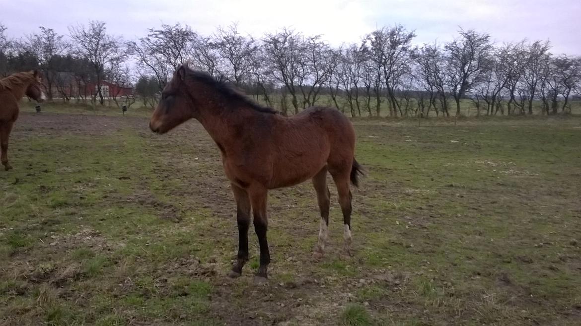 Dansk Varmblod Kimanda billede 6