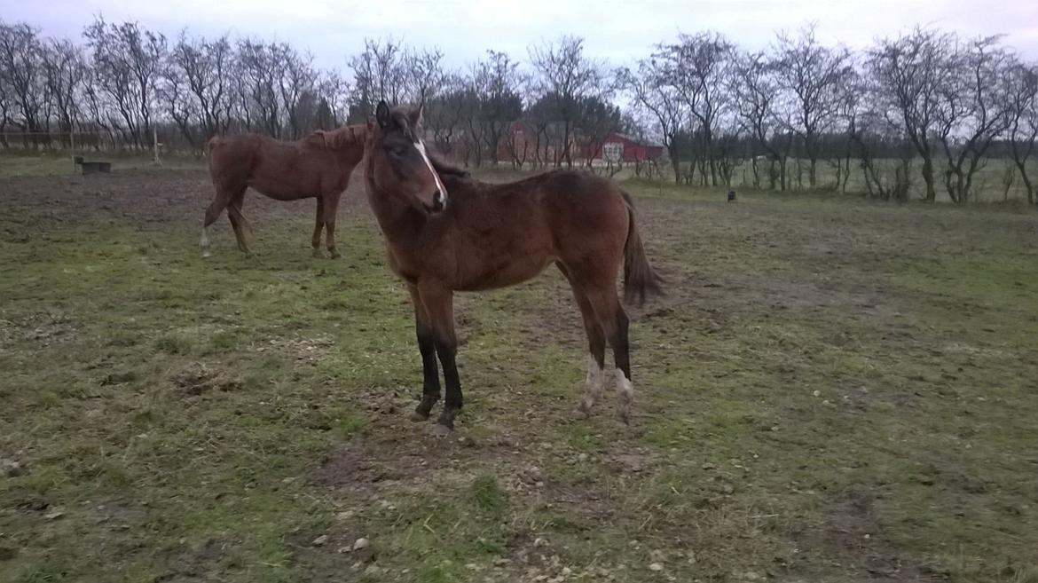 Dansk Varmblod Kimanda billede 7