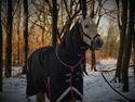 Palomino Condeur Crown (Gule) *Det gule lyn*