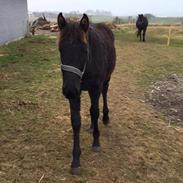 Anden særlig race Tinghøjgaards Maizon