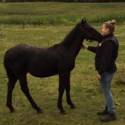 Anden særlig race Tinghøjgaards Maizon