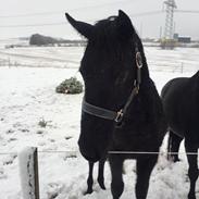 Anden særlig race Tinghøjgaards Maizon