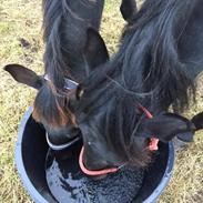Anden særlig race Tinghøjgaards Maizon