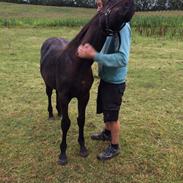 Anden særlig race Tinghøjgaards Maizon