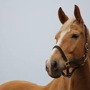 Palomino Marielunds Wunder Pearl - aka Thorsen