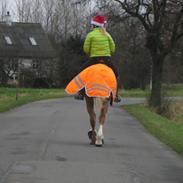 Palomino Marielunds Wunder Pearl - aka Thorsen