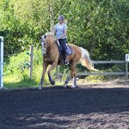 Palomino Marielunds Wunder Pearl - aka Thorsen