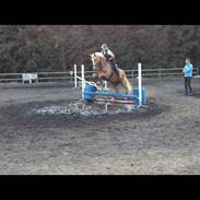 Palomino Marielunds Wunder Pearl - aka Thorsen