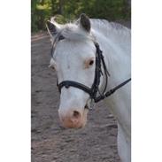 Anden særlig race Karlo