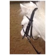 Anden særlig race Karlo