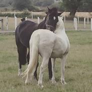 Welsh Pony (sec B) Rhydspence Paul