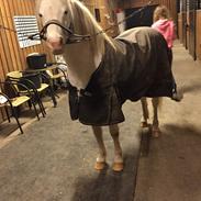 Welsh Pony (sec B) Rhydspence Paul