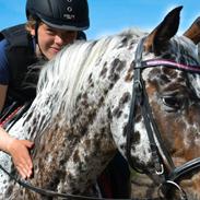 Knabstrupper Lammegårdens Pilar 