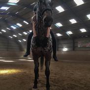 Knabstrupper Lammegårdens Pilar 