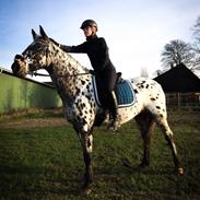 Knabstrupper Lammegårdens Pilar 