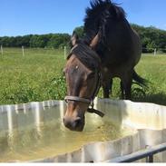 New Forest Birkilds Tara