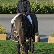 New Forest Birkilds Tara