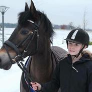 New Forest Birkilds Tara