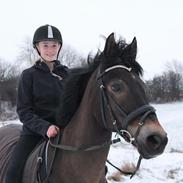 New Forest Birkilds Tara