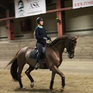 Dansk Varmblod Diamond fra Granly