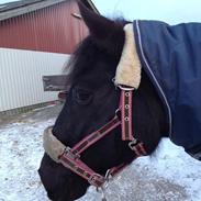 Anden særlig race Toxic Daisy