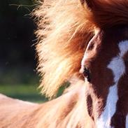 Welsh Pony (sec B) Princess Ebony