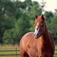 Welsh Pony (sec B) Princess Ebony