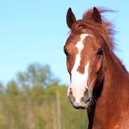 Welsh Pony (sec B) Princess Ebony