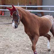 Welsh Pony (sec B) Princess Ebony