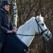 Anden særlig race Argerhøjgårds charlie