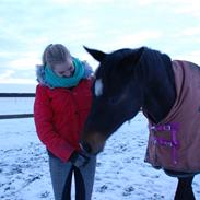 Dansk Varmblod Dyvellyst Suwenee