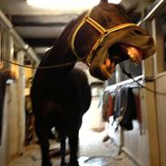 Dansk Varmblod Dyvellyst Suwenee