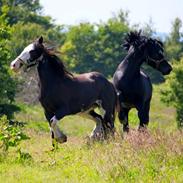 Welsh Cob (sec D) Ringside thomas *Avlshingst*