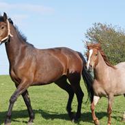 Anden særlig race Shaka