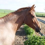 Anden særlig race Shaka