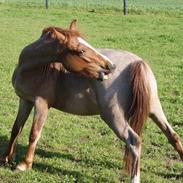 Anden særlig race Shaka