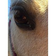 Anden særlig race Silke