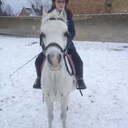 Anden særlig race Blue