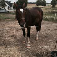 Oldenborg Vestergaards Valent