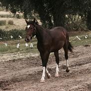 Oldenborg Vestergaards Valent