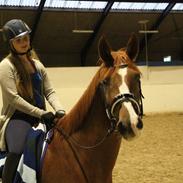 Anden særlig race Charlatan