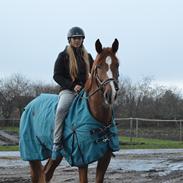 Anden særlig race Charlatan