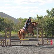 Anden særlig race Charlatan