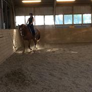 Anden særlig race Charlatan