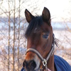 New Forest Vognmandgårdens Bernadotte