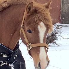 Anden særlig race Rahmann el Baasim (tidl. hest)