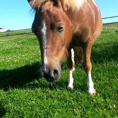 Shetlænder Mosbækmindes Felia