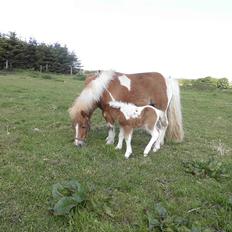 Shetlænder Mosbækmindes Felia
