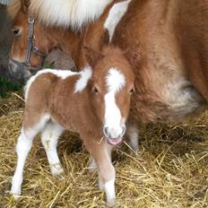 Shetlænder Tot (Følse)