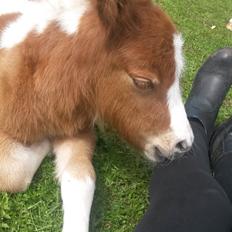 Shetlænder Tot (Følse)